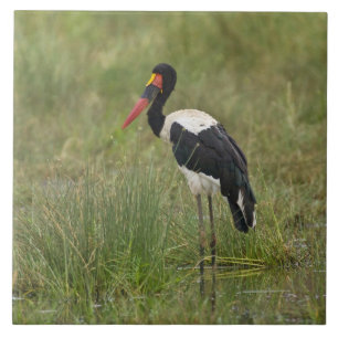 Afrika. Tanzania. Mannelijke Sadelbekooievaar Tegeltje