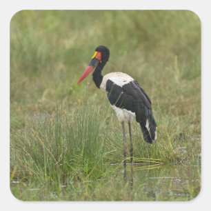 Afrika. Tanzania. Mannelijke Sadelbekooievaar Vierkante Sticker