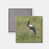 Afrika. Tanzania. Mannetje zadelbekooievaar Magneet (Voorkant / Achterkant)