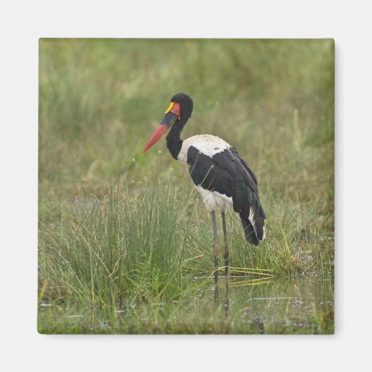 Afrika. Tanzania. Mannetje zadelbekooievaar Magneet (Voorkant)
