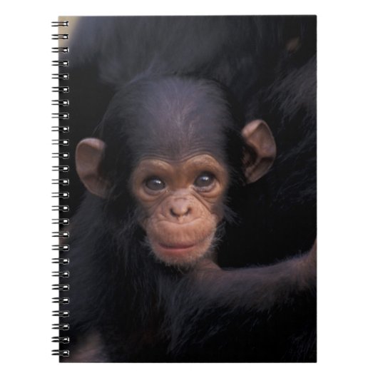 Afrika, Tanzania, Nationaal park Gombe Notitieboek (Voorkant)