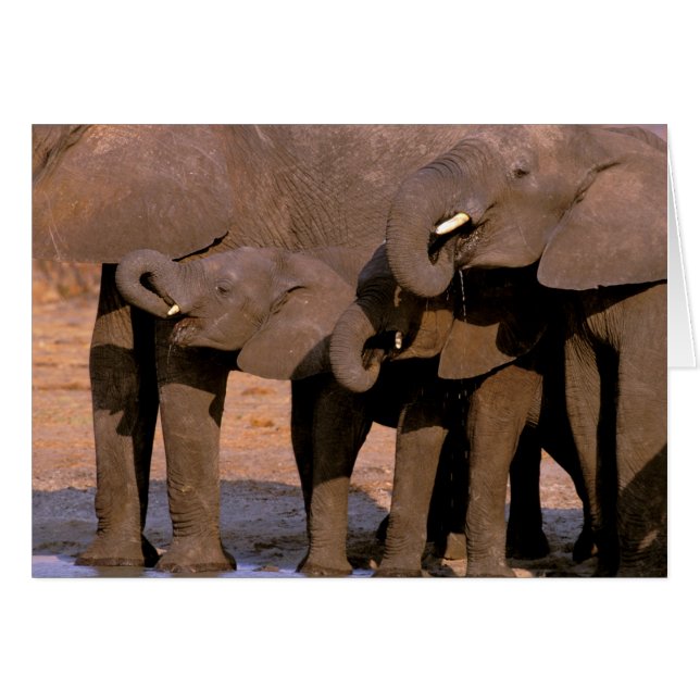 Afrika, Tanzania, Nationaal park Tarangire. (Voorkant Horizontaal)