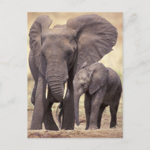 Afrika, Tanzania, Nationaal Park Tarangire. 2 Briefkaart