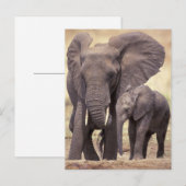 Afrika, Tanzania, Nationaal Park Tarangire. 2 Briefkaart (Voorkant / Achterkant)