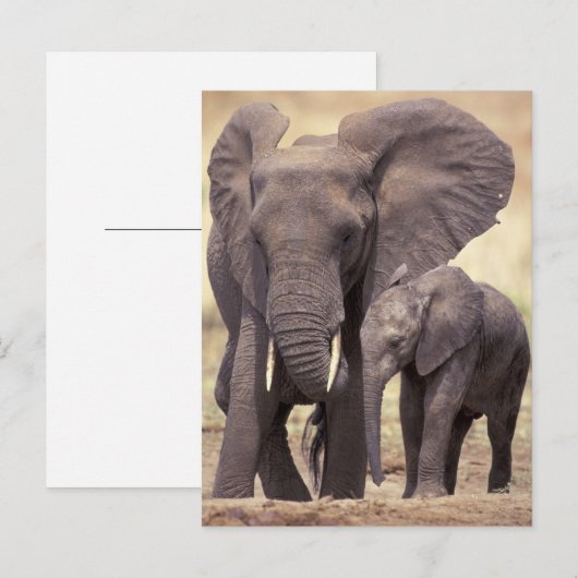 Afrika, Tanzania, Nationaal Park Tarangire. 2 Briefkaart (Voorkant / Achterkant)