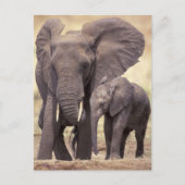 Afrika, Tanzania, Nationaal Park Tarangire. 2 Briefkaart (Voorkant)