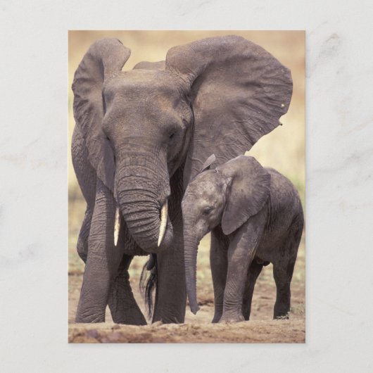 Afrika, Tanzania, Nationaal Park Tarangire. 2 Briefkaart (Voorkant)