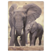 Afrika, Tanzania, Nationaal park Tarangire. 2 Klembord (Achterkant)