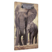 Afrika, Tanzania, Nationaal park Tarangire. 2 Klembord (Rechts)
