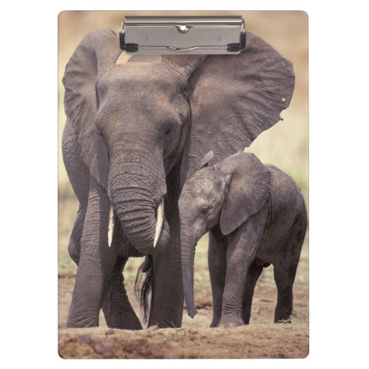 Afrika, Tanzania, Nationaal park Tarangire. 2 Klembord (Voorkant)