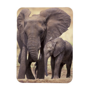 Afrika, Tanzania, Nationaal Park Tarangire. 2 Magneet