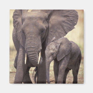 Afrika, Tanzania, Nationaal Park Tarangire. 2 Magneet