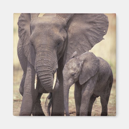 Afrika, Tanzania, Nationaal park Tarangire. 2 Magneet (Voorkant)
