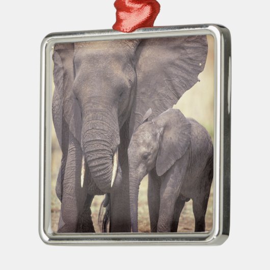 Afrika, Tanzania, Nationaal Park Tarangire. 2 Metalen Ornament (Links)