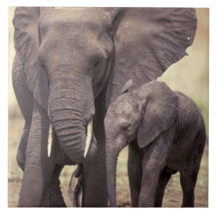 Afrika, Tanzania, Nationaal Park Tarangire. 2 Tegeltje