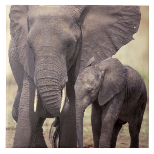 Afrika, Tanzania, Nationaal Park Tarangire. 2 Tegeltje (Voorkant)
