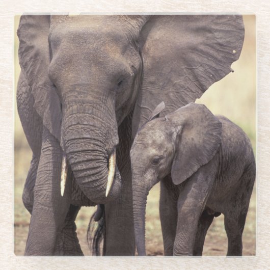 Afrika, Tanzania, Nationaal Park Tarangire Glazen Onderzetter (Voorkant)