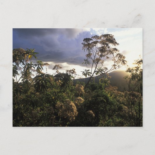 Afrika, Tanzania, Ngorongoro-beschermingsgebied, Briefkaart (Voorkant)