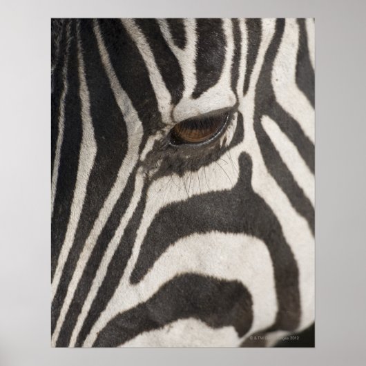 "Afrika, Tanzania, Ngorongoro-beschermingsgebied" Poster (Voorkant)