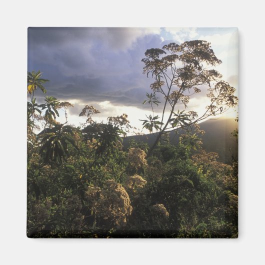 Afrika, Tanzania, Ngorongoro Conservation Area, Magneet (Voorkant)
