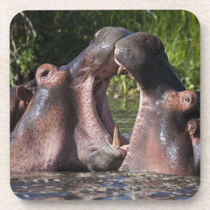 Afrika. Tanzania. Nijlpaarden boksen Drankjes Onderzetter