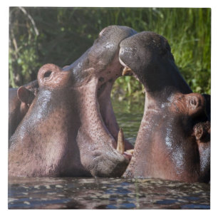 Afrika. Tanzania. Nijlpaarden die sparren Tegeltje