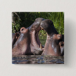 Afrika. Tanzania. Nijlpaarden die sparren Vierkante Button 5,1 Cm