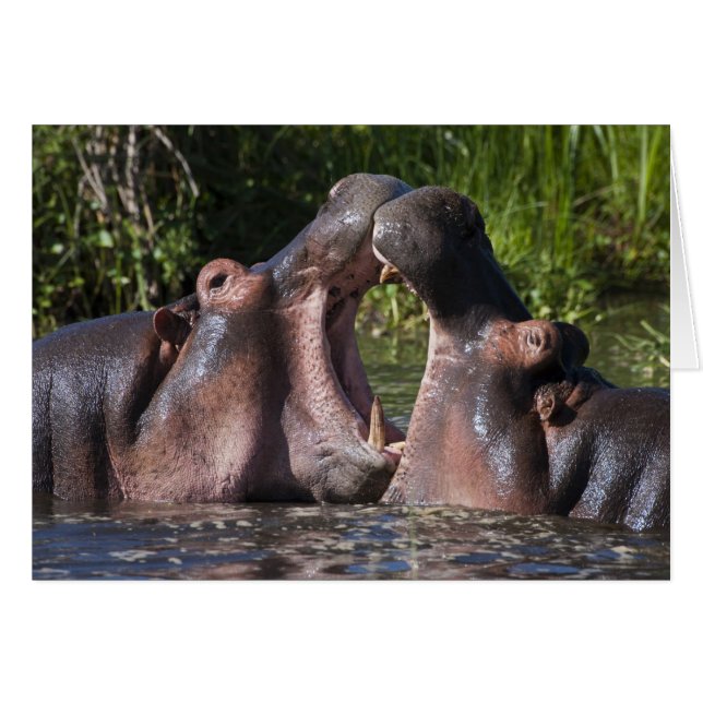 Afrika. Tanzania. Nijlpaarden sparren (Voorkant Horizontaal)