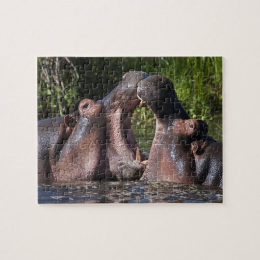 Afrika. Tanzania. Nijlpaarden sparren Legpuzzel (Horizontaal)