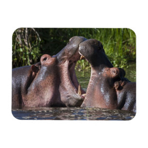 Afrika. Tanzania. Nijlpaarden sparren Magneet