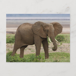 Afrika. Tanzania. Olifant bij Nationaal Park Lake Briefkaart