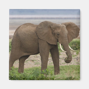 Afrika. Tanzania. Olifant bij Nationaal park Lake Magneet