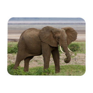Afrika. Tanzania. Olifant bij Nationaal Park Lake  Magneet