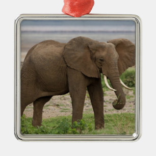 Afrika. Tanzania. Olifant bij Nationaal Park Lake Metalen Ornament