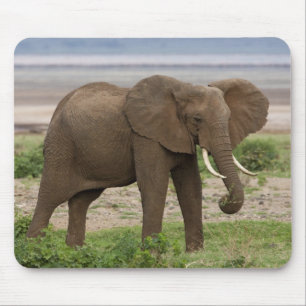 Afrika. Tanzania. Olifant bij Nationaal Park Lake Muismat