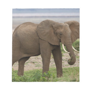 Afrika. Tanzania. Olifant bij Nationaal Park Lake Notitieblok