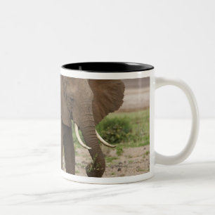 Afrika. Tanzania. Olifant bij Nationaal Park Lake  Tweekleurige Koffiemok