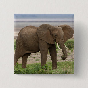 Afrika. Tanzania. Olifant bij Nationaal Park Lake Vierkante Button 5,1 Cm