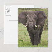 Afrika Tanzania olifant bij Ngorongoro krater Briefkaart (Voorkant / Achterkant)