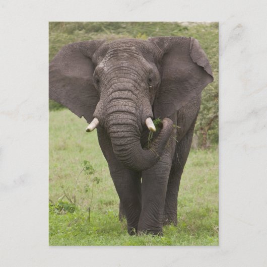 Afrika Tanzania olifant bij Ngorongoro krater Briefkaart (Voorkant)