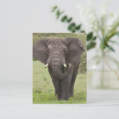 Afrika Tanzania olifant bij Ngorongoro krater Briefkaart (Staand voorkant)