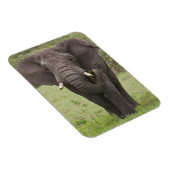 Afrika Tanzania olifant bij Ngorongoro krater Magneet (Rechterzijde)
