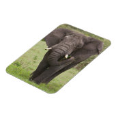 Afrika Tanzania olifant bij Ngorongoro krater Magneet (Linkerzijde)