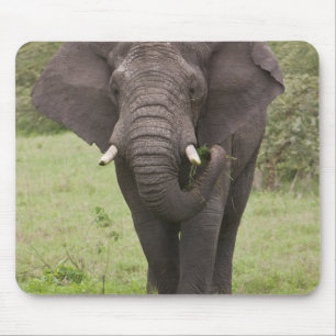 Afrika Tanzania Olifant bij Ngorongoro-krater Muismat