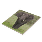 Afrika Tanzania olifant bij Ngorongoro krater Tegeltje (Zijkant)