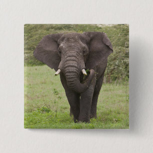 Afrika Tanzania Olifant bij Ngorongoro-krater Vierkante Button 5,1 Cm