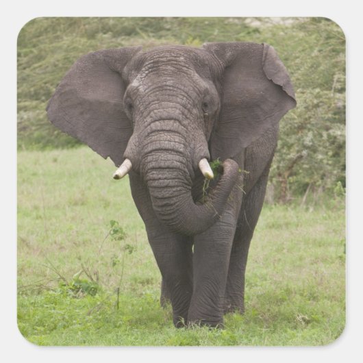 Afrika Tanzania olifant bij Ngorongoro krater Vierkante Sticker (Voorkant)
