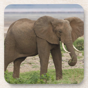 Afrika. Tanzania. Olifant in Nationaal Park Lake M Drankjes Onderzetter