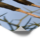 Afrika. Tanzania. Secretaris van Vogels te Ndutu i Poster (Hoek)