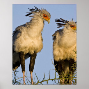 Afrika. Tanzania. Secretaris van Vogels te Ndutu i Poster